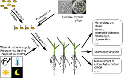 The Gibberellin Producer Fusarium fujikuroi: Methods and Technologies in the Current Toolkit